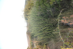 Euphorbia caducifolia